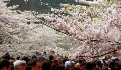 你見(jiàn)過(guò)空無(wú)一人的中山公園櫻花大道嗎？美！